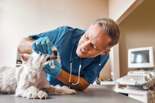 Best Emergency Wisdom Teeth Removal in Purvis, MS